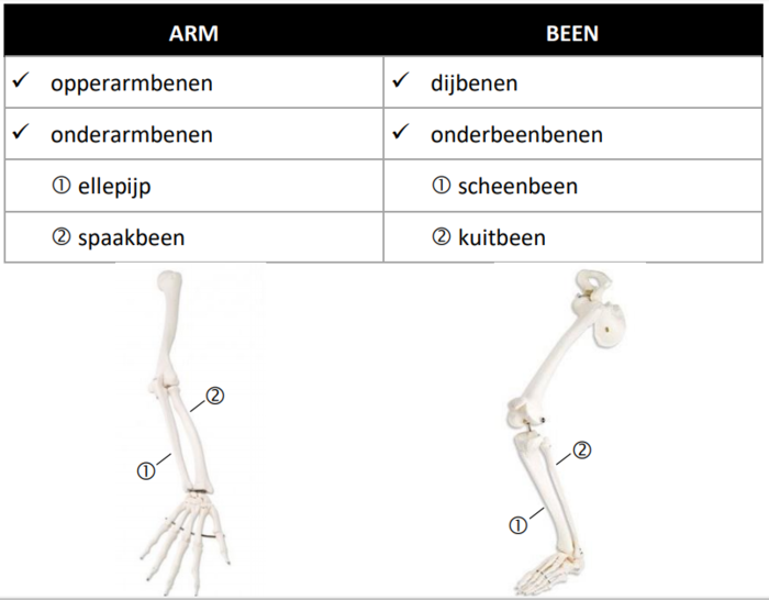 De beweging van armen en benen :: Stevigheid-en-beweging
